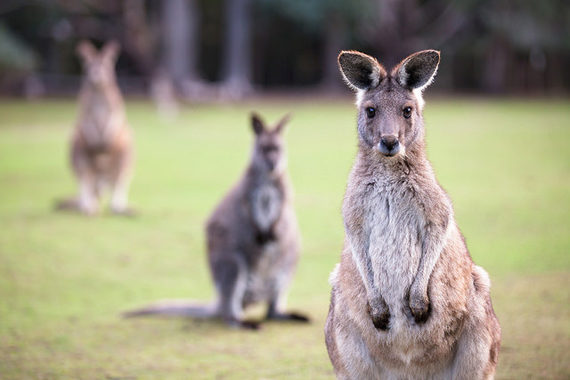 kangaroo photo