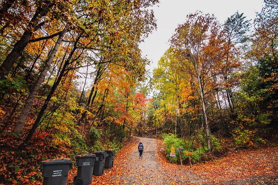 fall trees