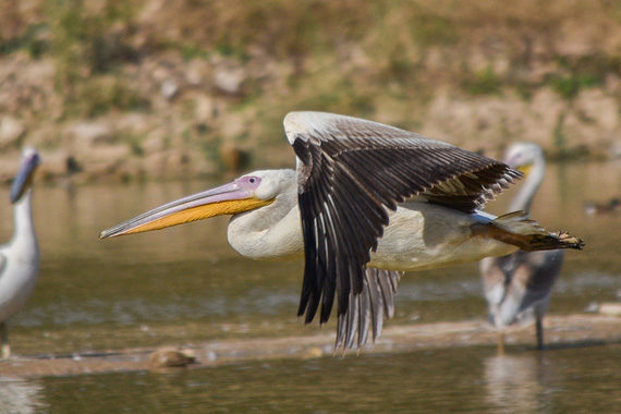 bird in action