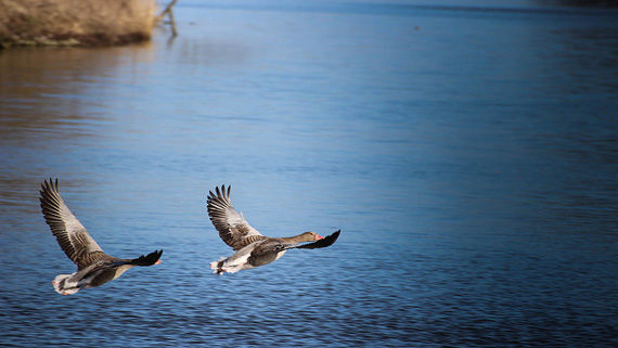 birdwatching photos