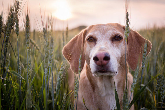 sharp dog