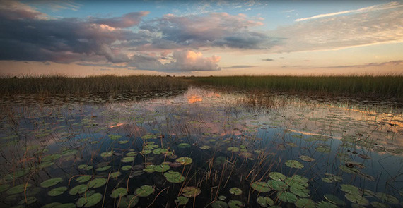 florida everglades mac stone landscape wildlife nature photographer photography