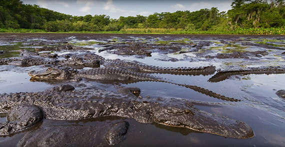 alligators crocodiles dangerous mud pit puddle pool crocs gators