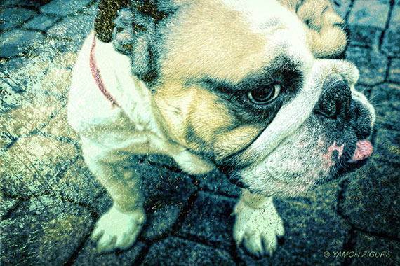 bulldog topaz texture image