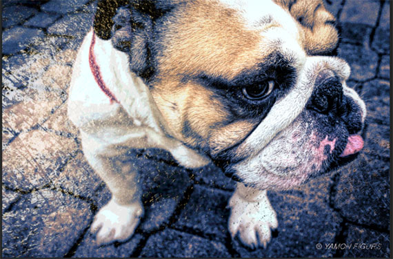 adding texture to pet photos