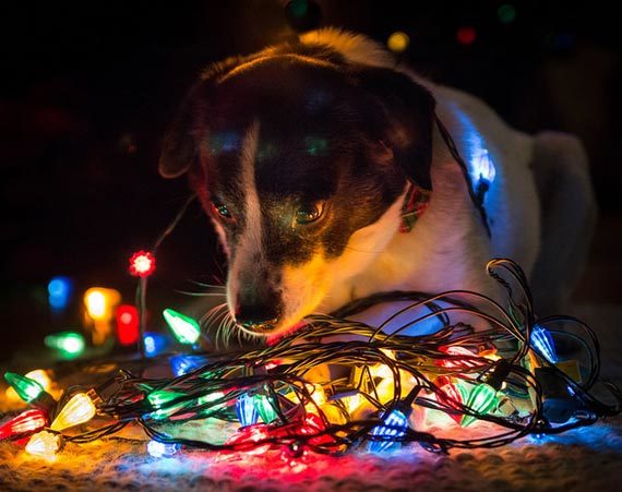 christmas dog