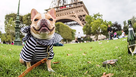 dog in paris portrait