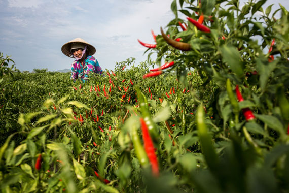  Harvesting chilly in Vietnam