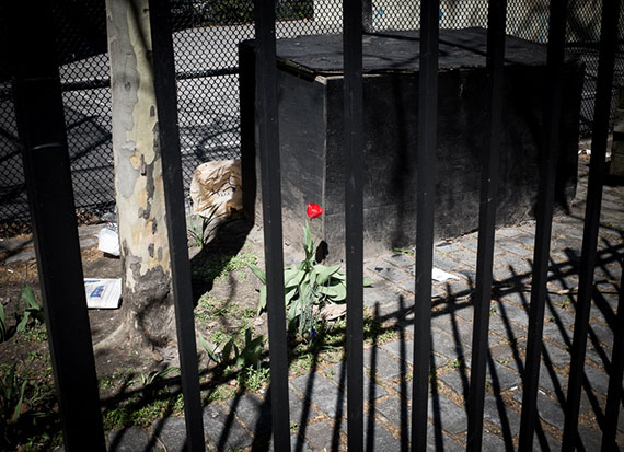 rose behind a fence