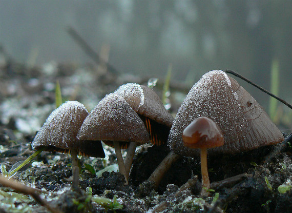 mushrooms, ice, frozen, winter, macro