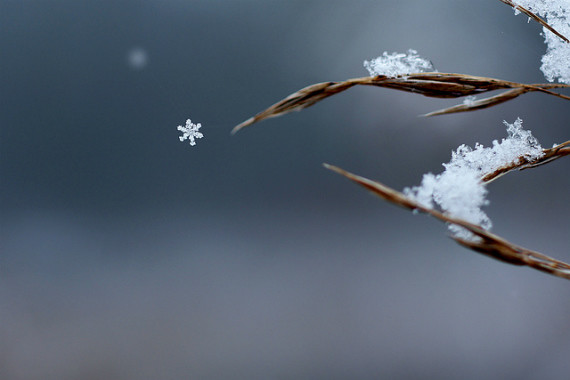 winter, trees, snow, macro