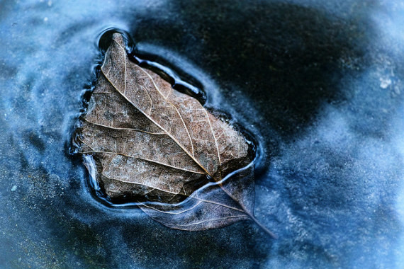 winter, leave, leaves, water, frozen