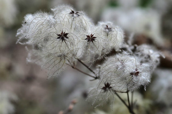 nature, winter