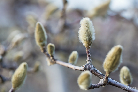 winter, macro,cold