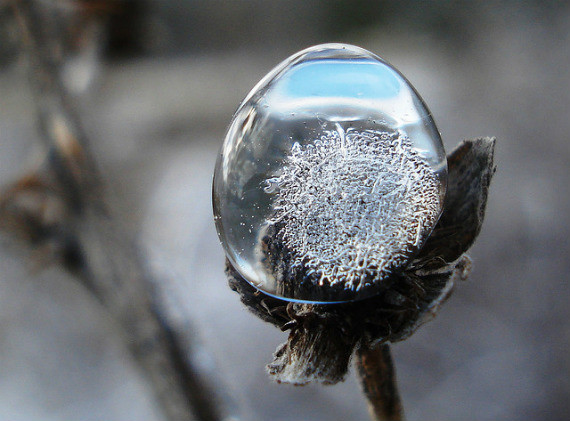 winter, blackberry, frozen, ice