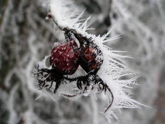 winter, macro, ice, art