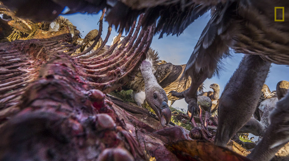 vultures eating dead animals