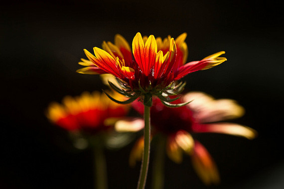 macro flower photography