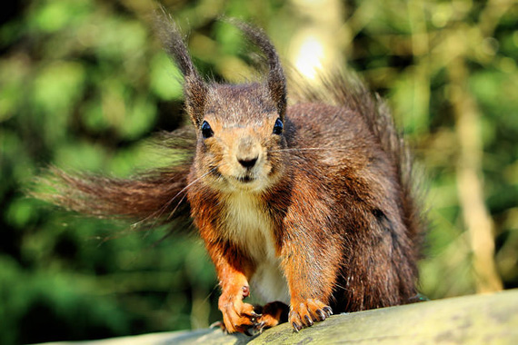 british squirrel