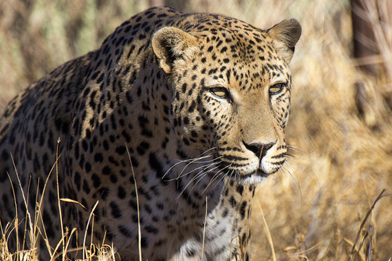 namibia cheetah