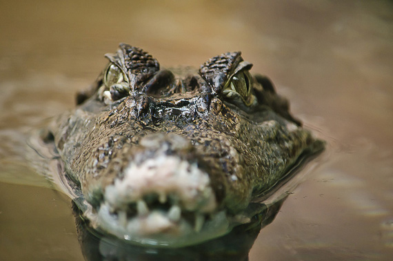 caiman alligator closeup