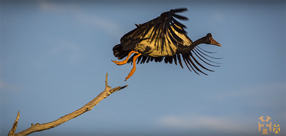 bird wildlife photography selecting gear choosing camera equipment