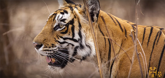 wildlife photography siberian tiger