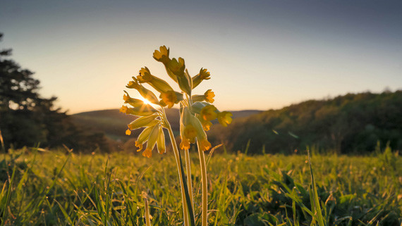 flower at sunset