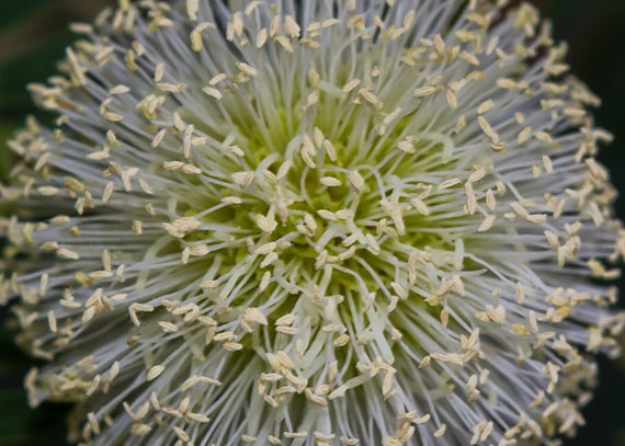 macro flower