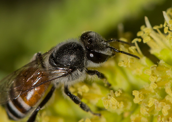 bee macro