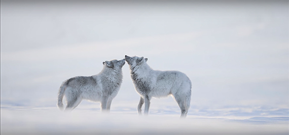 arctic vincent munier national geographic short film showcase wolves