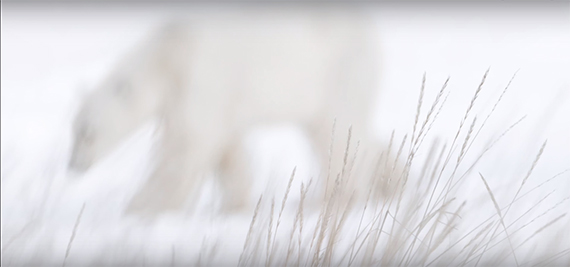 polar bear foxes lemmings hares cold winter snowstorm blizzard