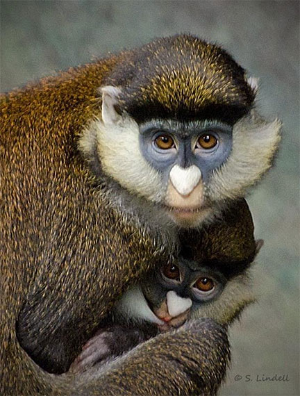 monkey and baby