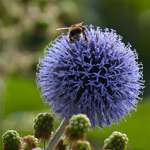 macro nature photo bee insect