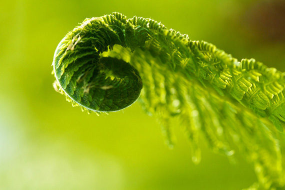 macro nature photo greenery