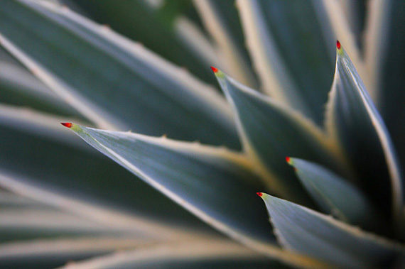 macro nature plant life