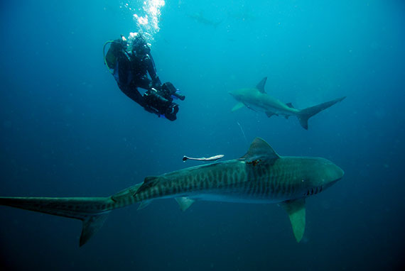 underwater videography