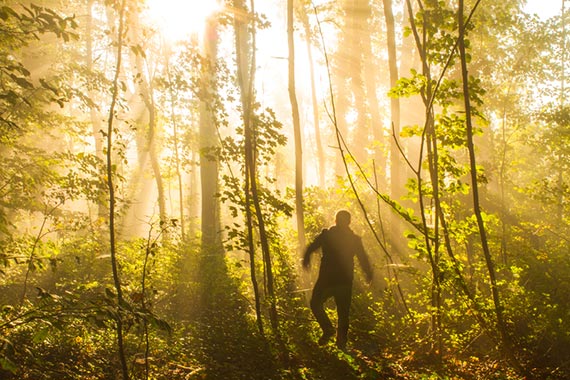 forest photo