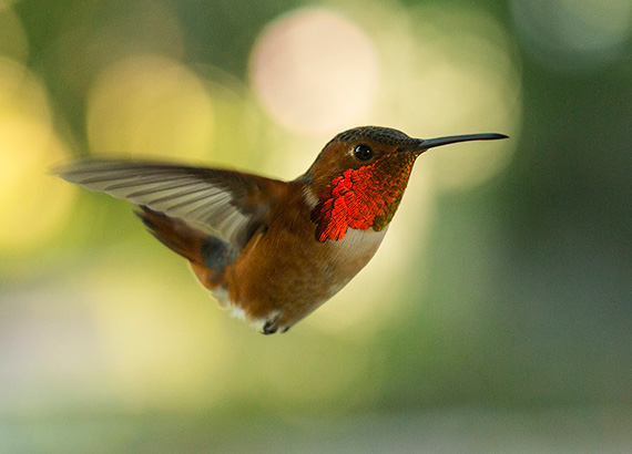 hummingbird in flight