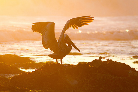 telephoto lens bird photography