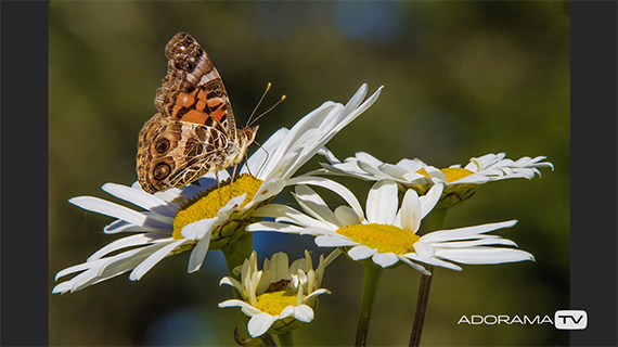 long lens macro photography