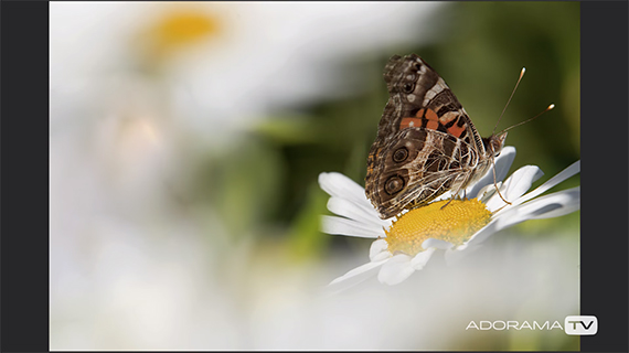 long lens macro with extension tubes