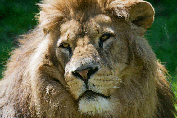 how to take awesome zoo animal photos