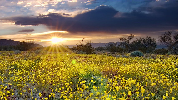 sunstar, landscape, photography