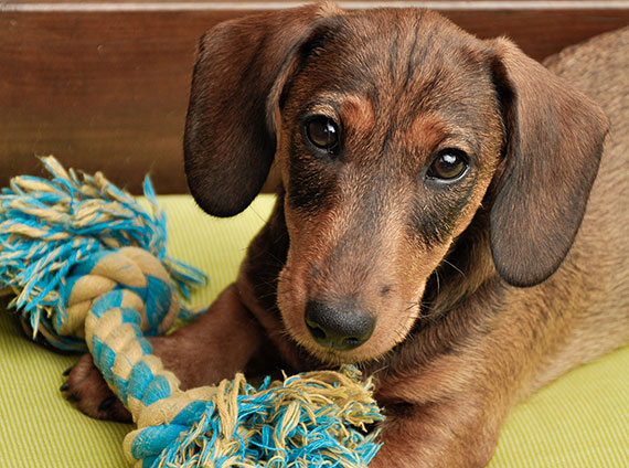 dog with toy