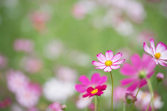 shallow depth of field cosmos