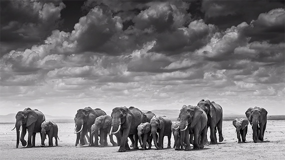 wildlife-photography-david-yarrow-1