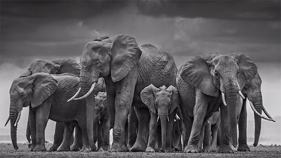 wildlife-photography-david-yarrow-2