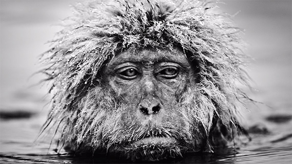 wildlife-photography-david-yarrow-3