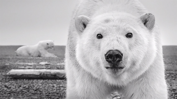 wildlife-photography-david-yarrow-4